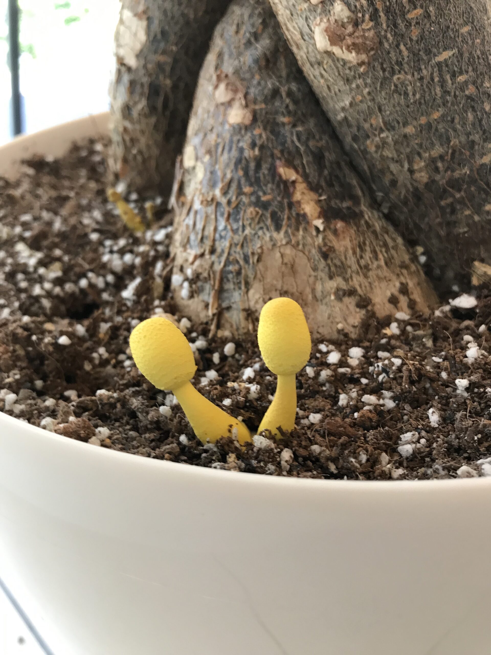 幸運のキノコ コガネキヌカラカサタケ | 横浜市青葉区の歯科医院